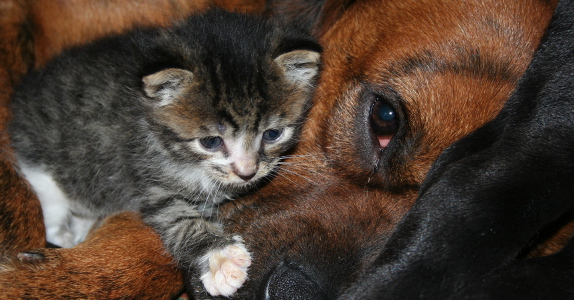 Gueules Damour Toilettage Chien Et Chat Lagny Sur Marne